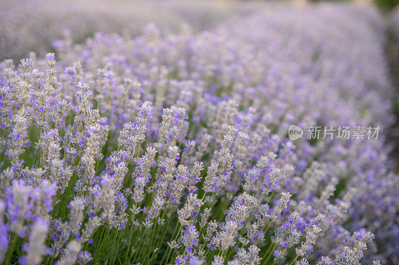 Lavender field before sunrise.